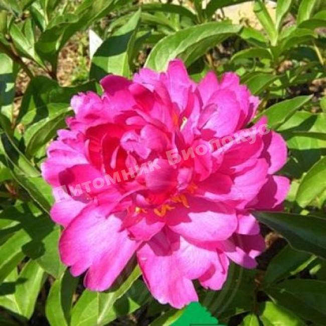 Пион травянистый Виктуар де ла Марн