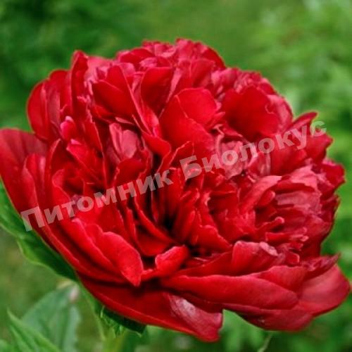 Пион травянистый Генри Бокстос