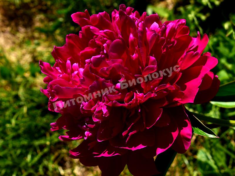 Пион травянистый Армани