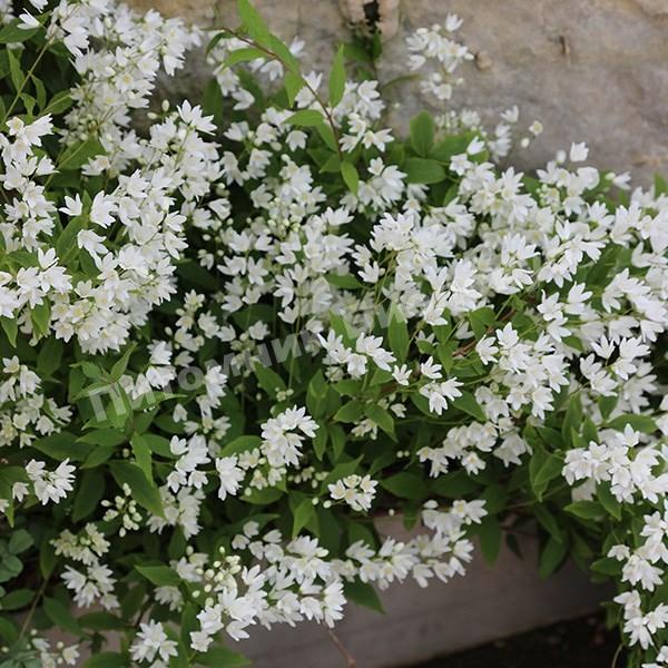 Дейция изящная Никко