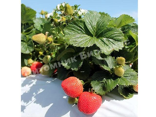 Клубника Портола