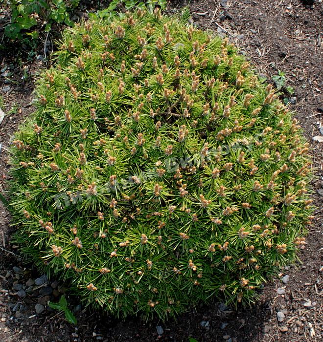 Сосна горная Бенджамин