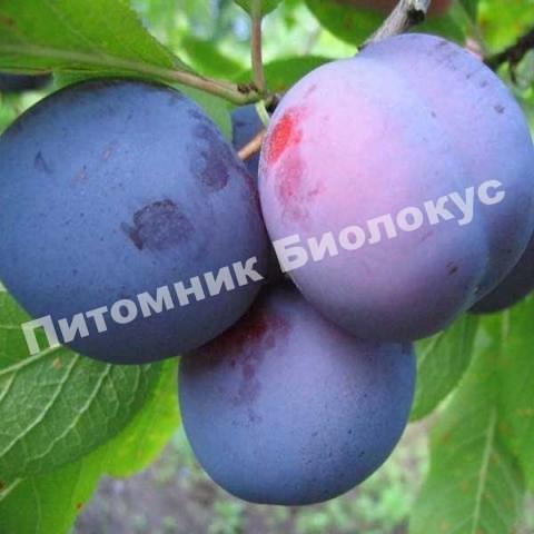 Слива Ренклод синий