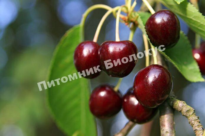 Черешня Наполеон чёрный