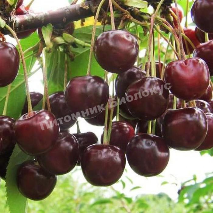 Черешня Веда