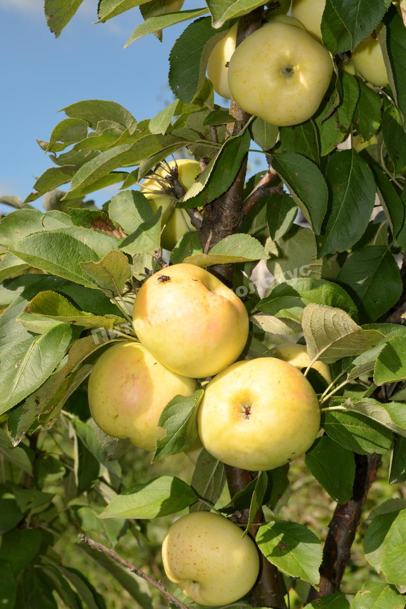 Яблоня Медок