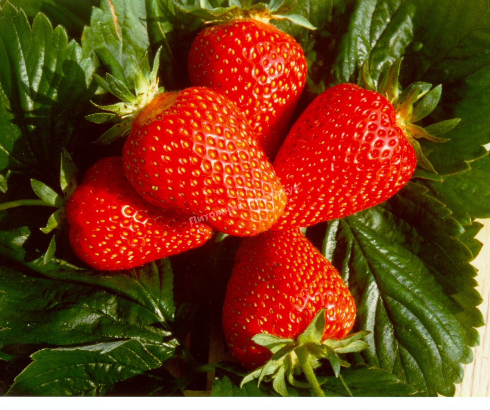 Клубника Факел