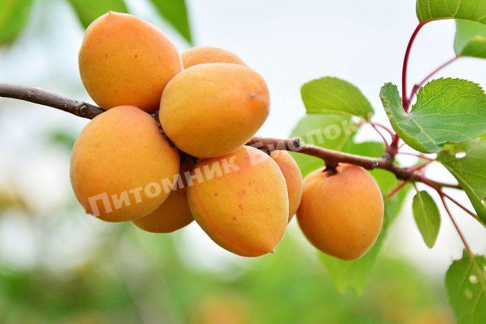 Абрикос Луиза Бланк