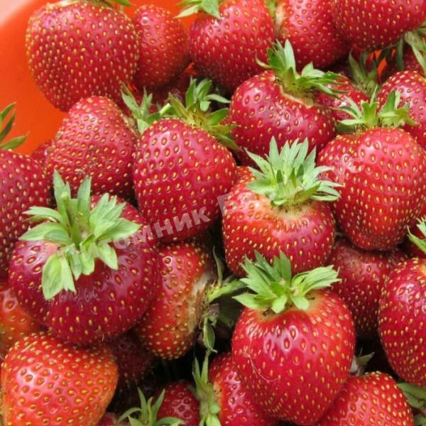Клубника Генри Гамбургер