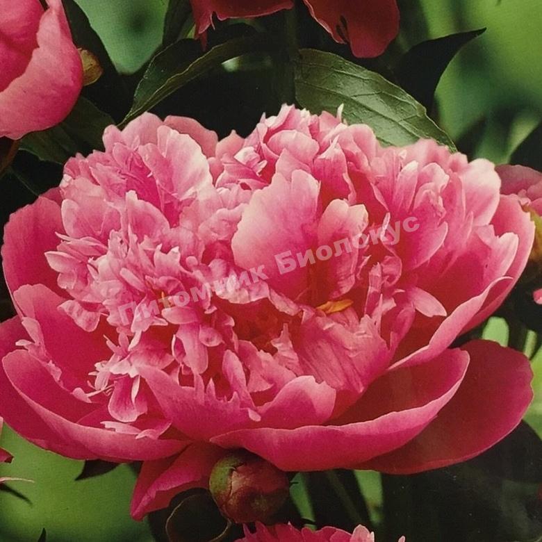 Пион травянистый Дейдрим