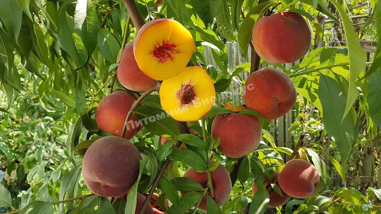 Персик Даймонд Принцесс