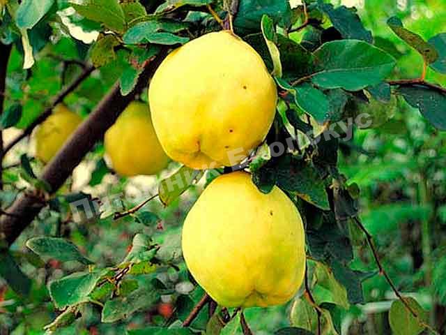 Айва продолговатая