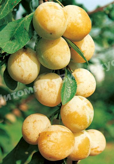 Слива колоновидная Мирабель