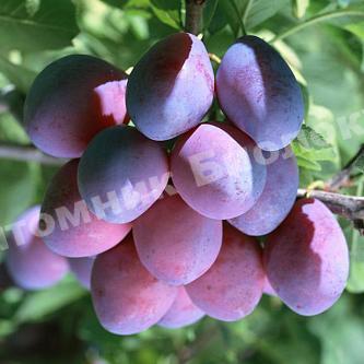 Слива колоновидная Смолинка