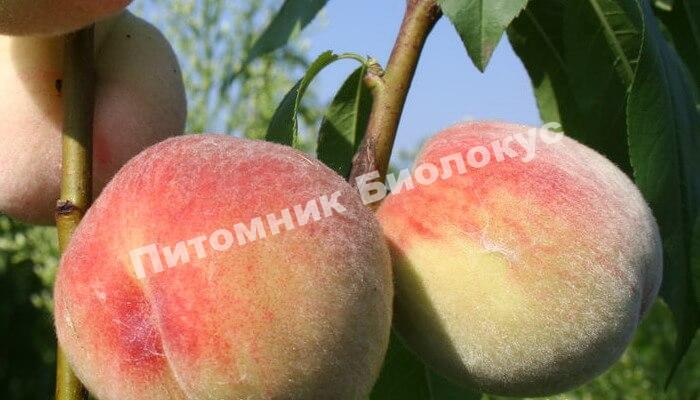 Персик Пушистый ранний