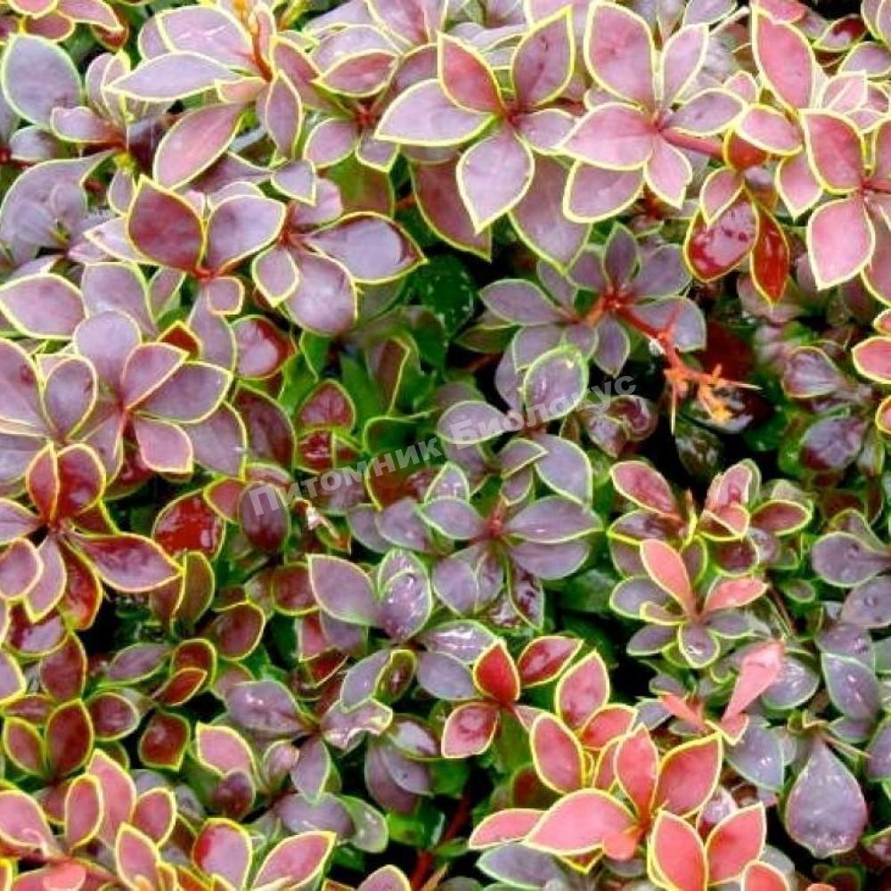 Барбарис тунберга Голден Ринг