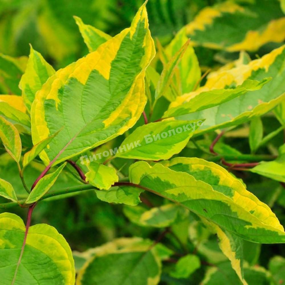 Дерен белый Шпети