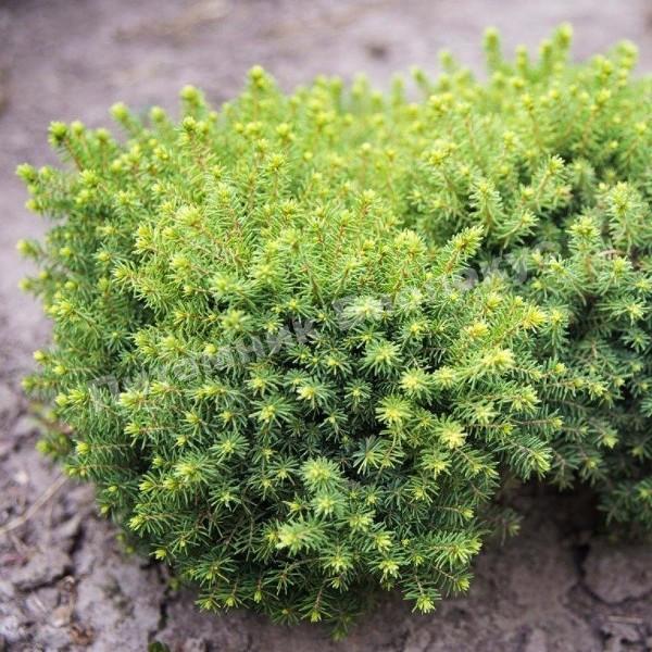 Ель обыкновенная Литл Джем