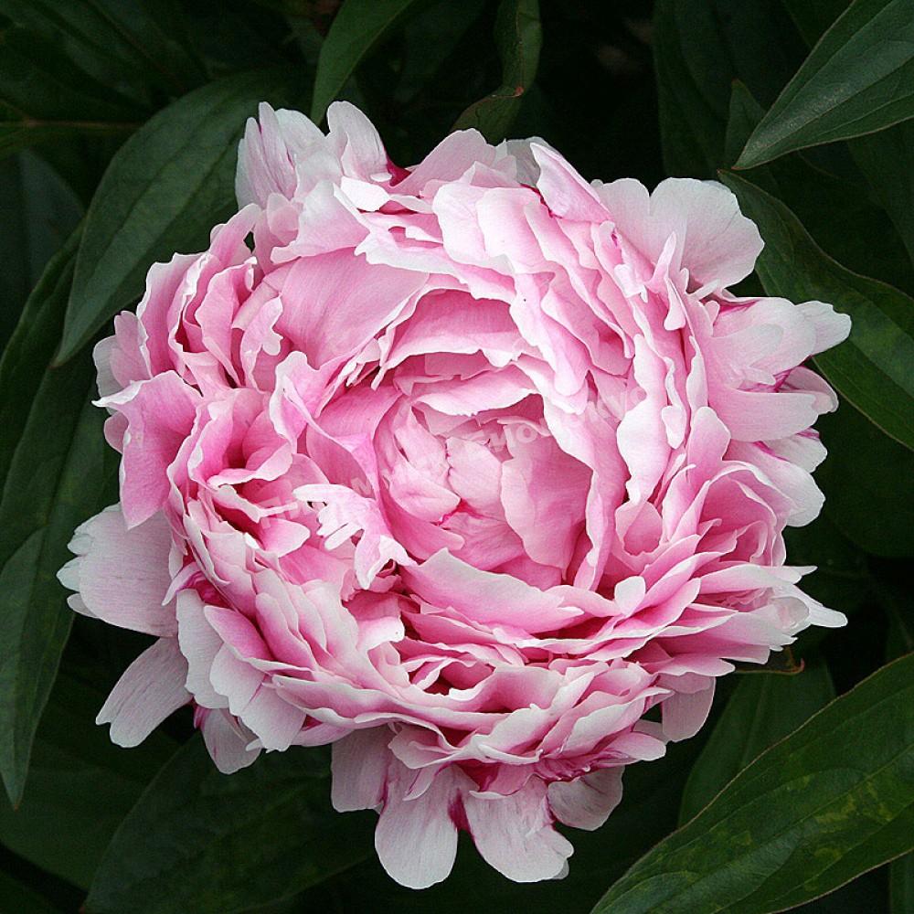 Пион травянистый Леди Александра Дафф