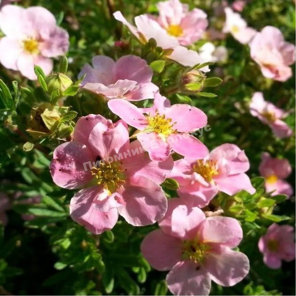 Лапчатка кустарниковая Принцесс Блинк