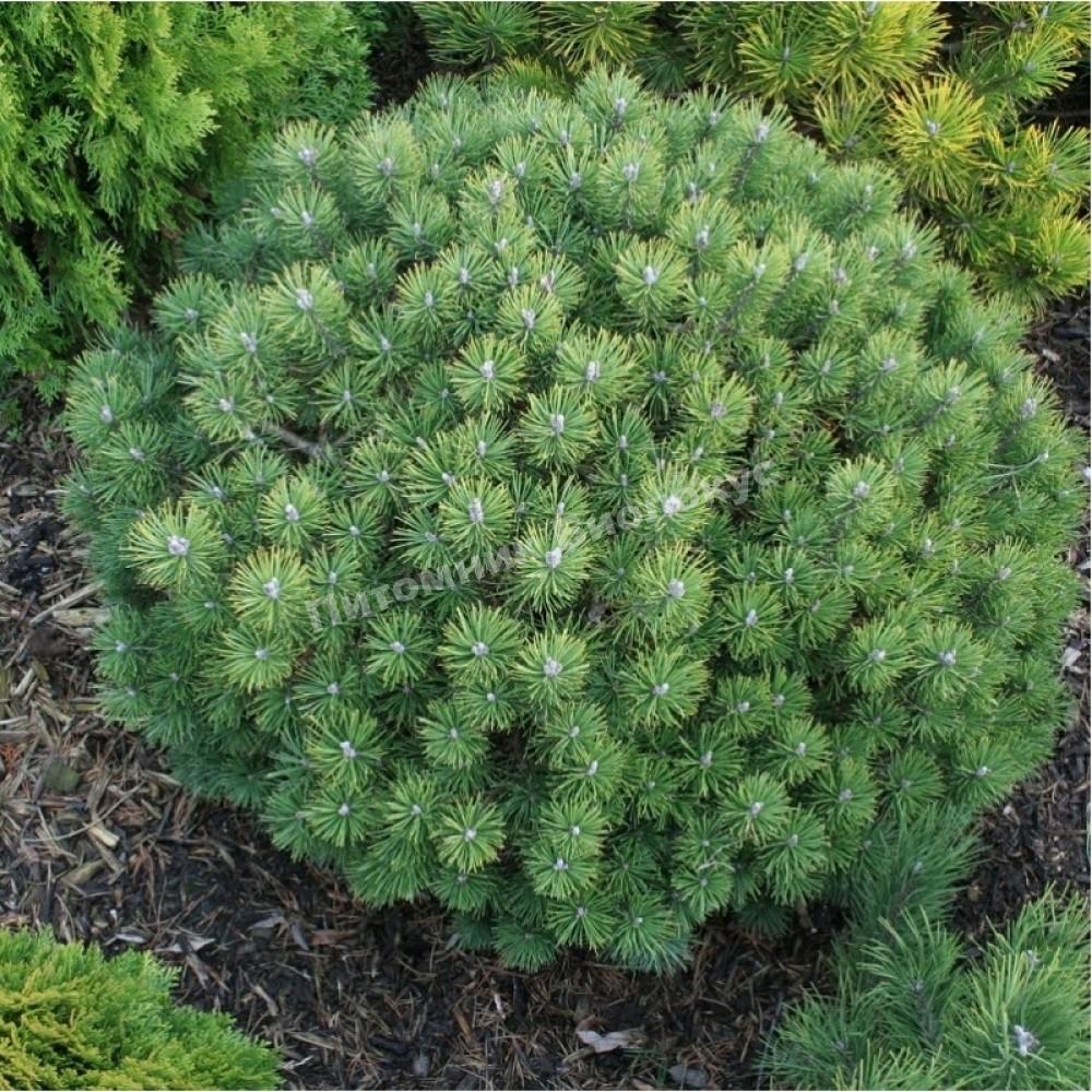 Сосна горная Мопс