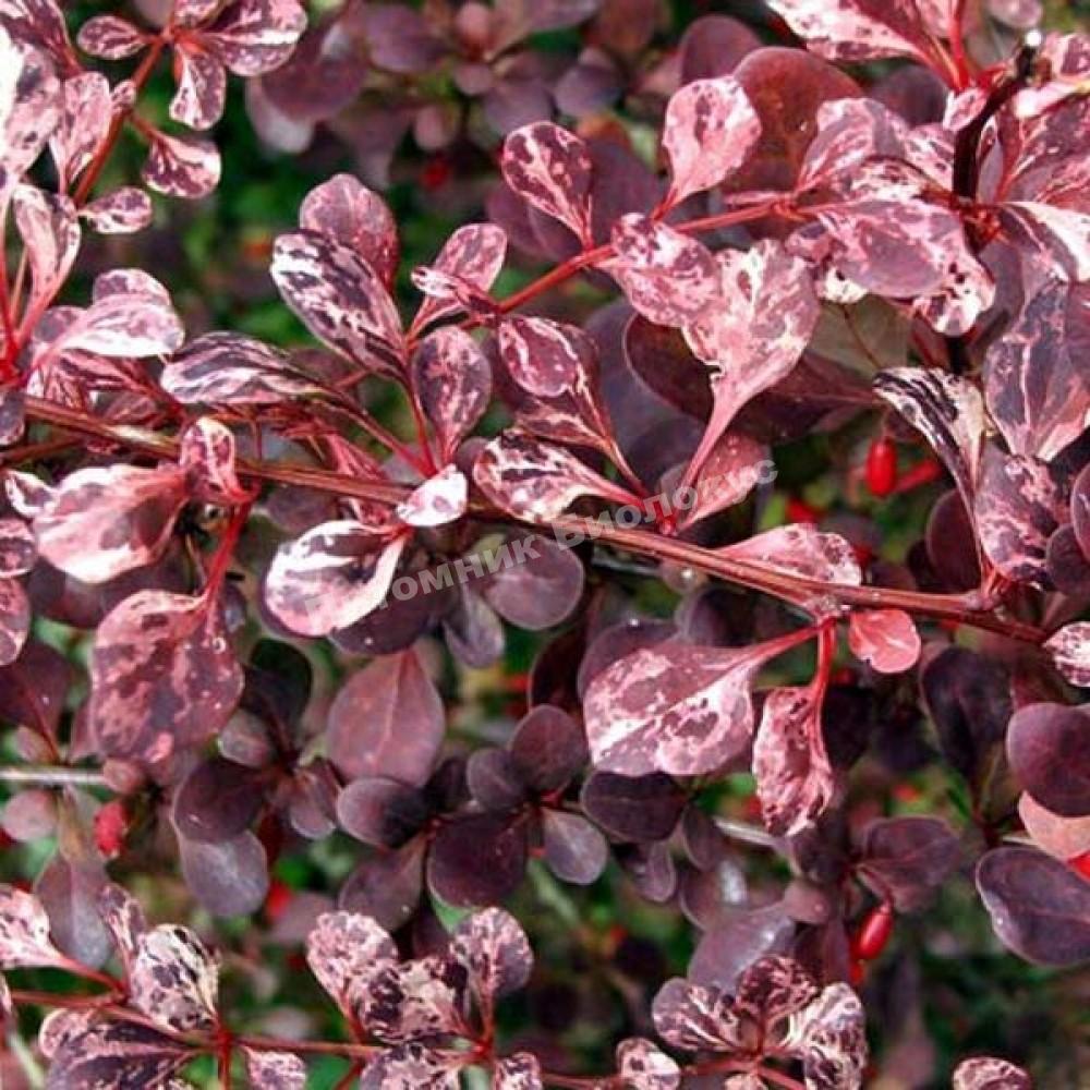 Барбарис Тунберга Роуз глоу