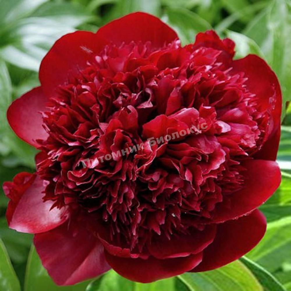 Пион травянистый Ред Чарм