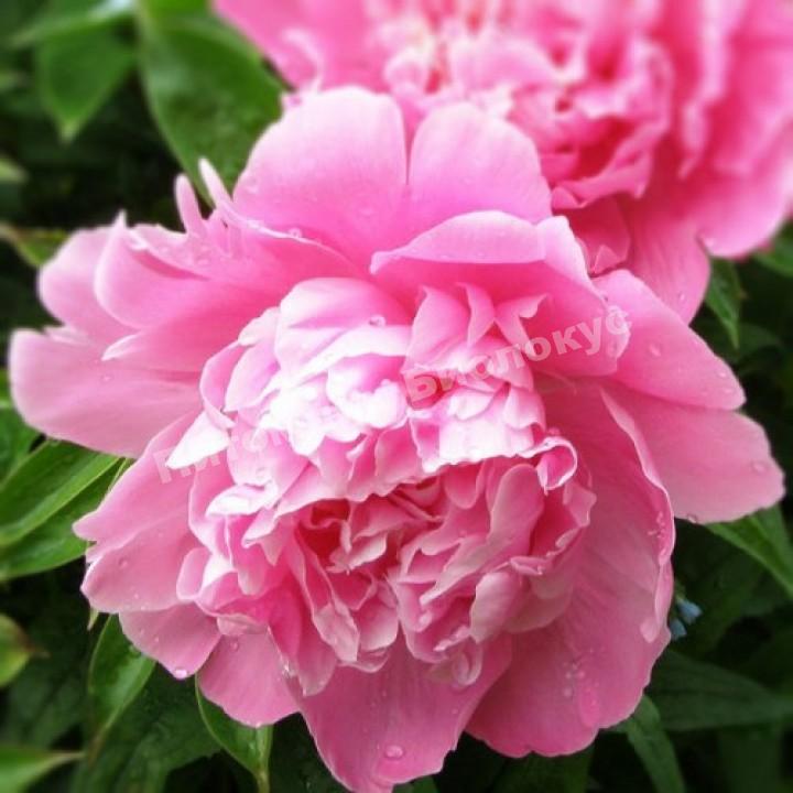 Пион травянистый Пинк Камея