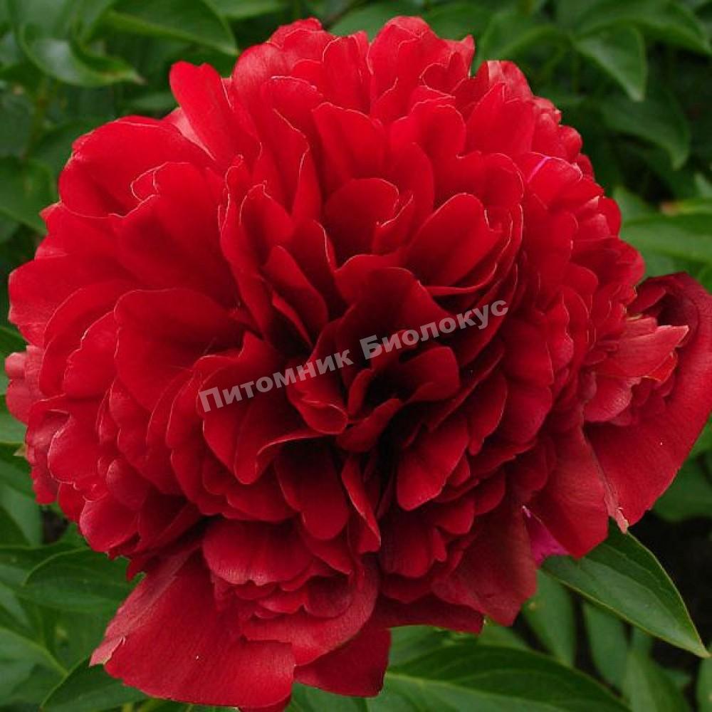 Пион травянистый Ред Грейс