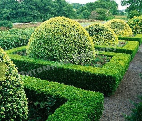 Самшит вечнозеленый Ауреявариегата