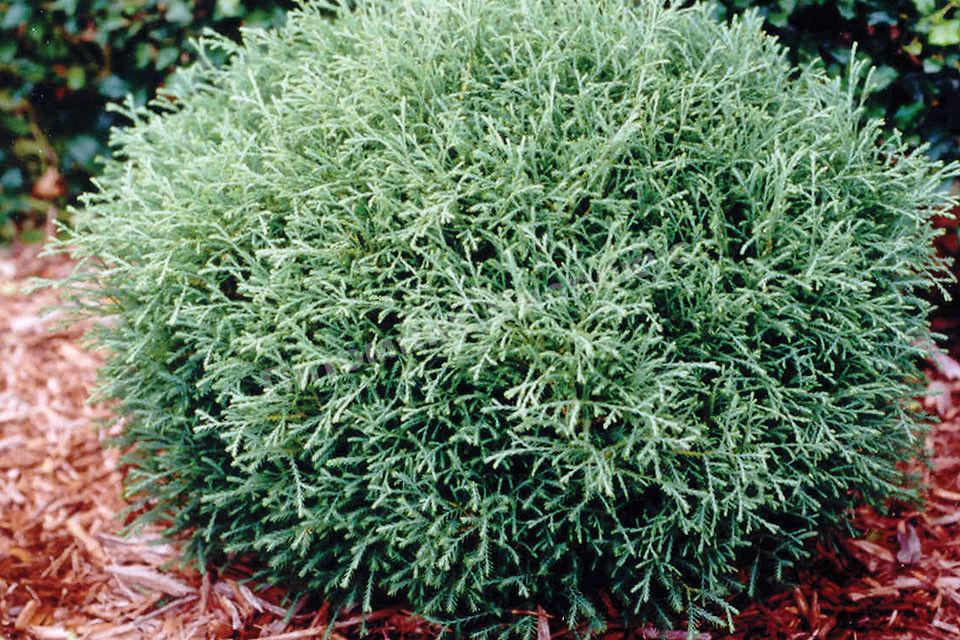 Туя западная Мистер Боулинг Болл