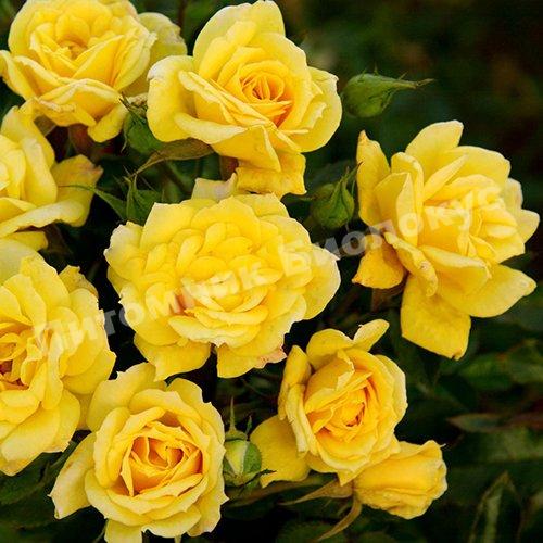 Роза бордюрная Райзен Шайн