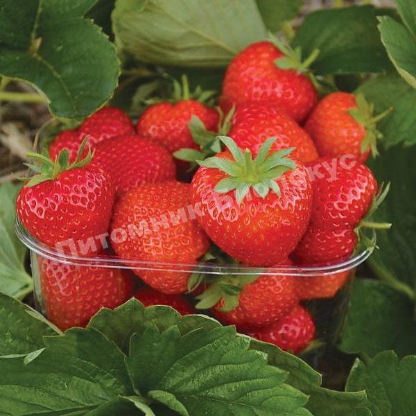 Клубника Элеганс