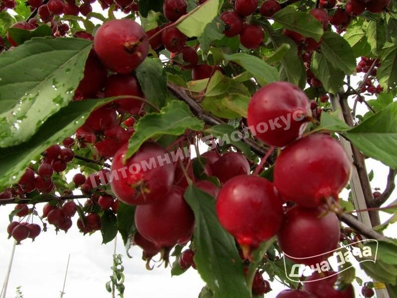 Яблоня Обелиск