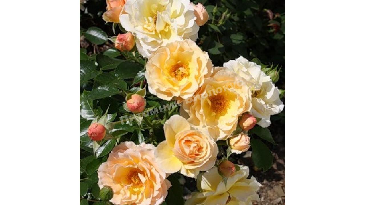 Роза бордюрная Ребекка