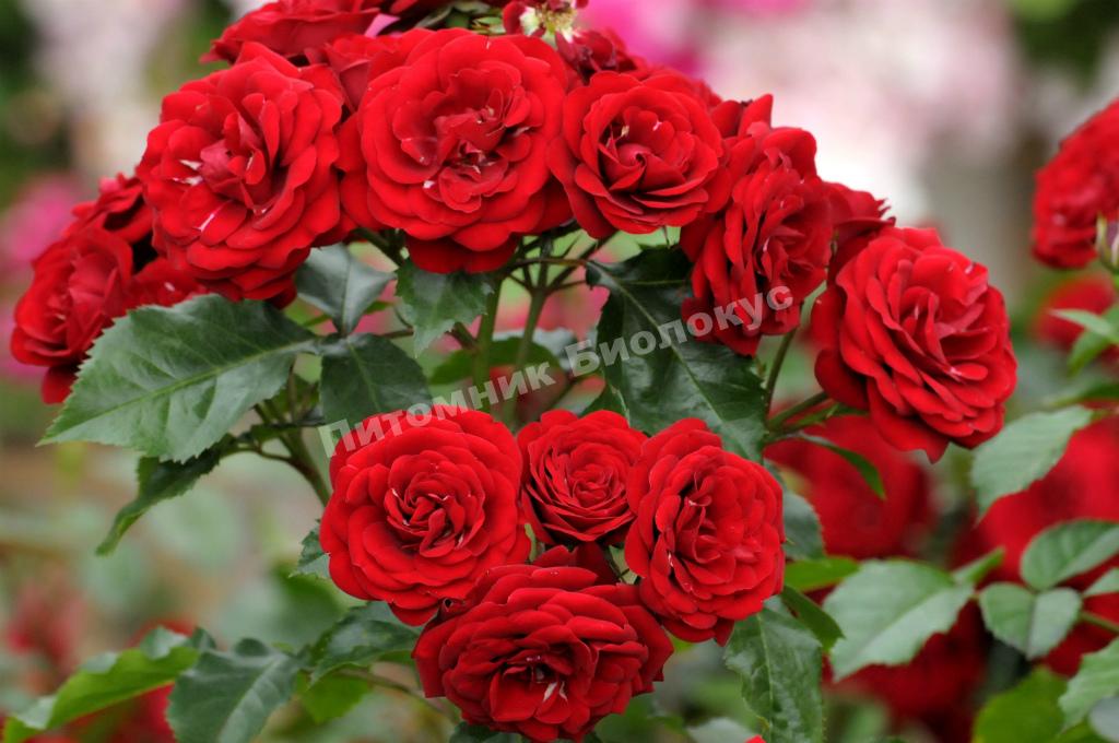 Роза бордюрная Ред Хард