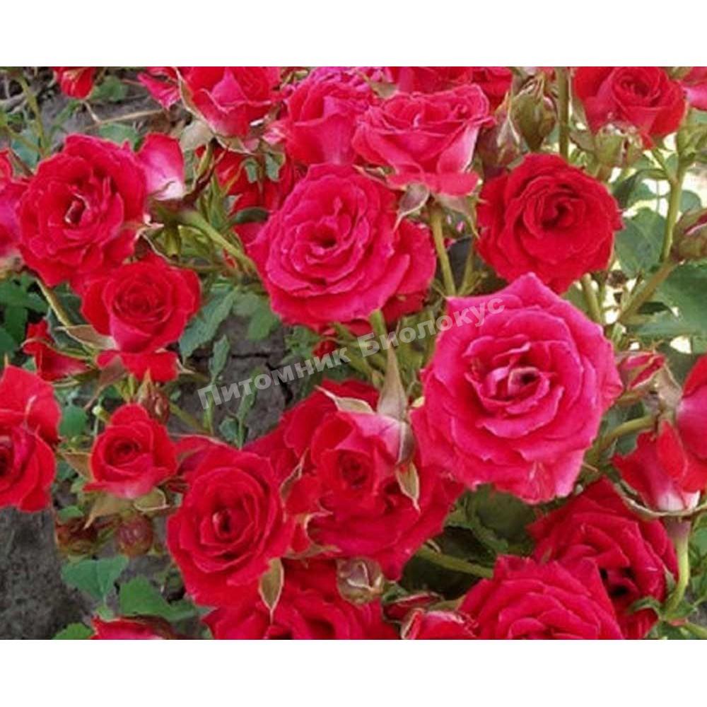 Роза бордюрная Ред Микадо