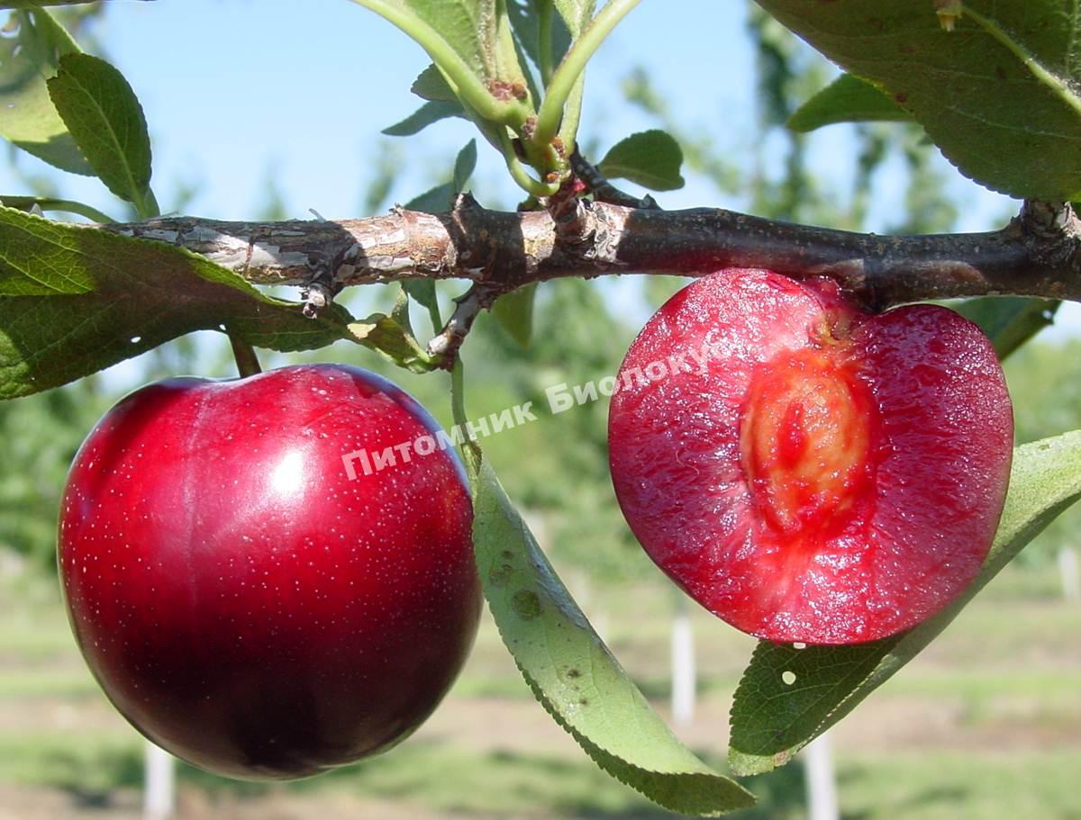 Слива Ред Харт