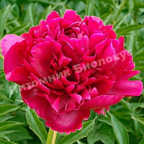 Пион травянистый Ред Мэджик