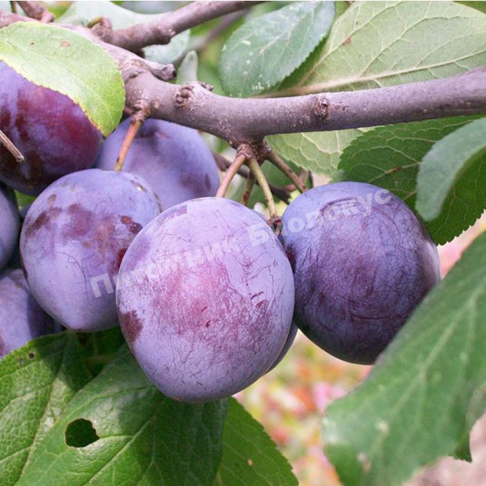 Cлива Ренклод