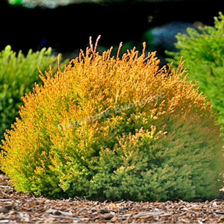 Туя западная Рейнголд