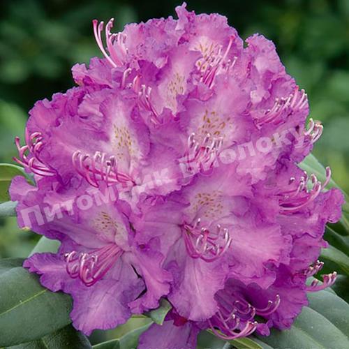 Рододендрон гибридный Алфред