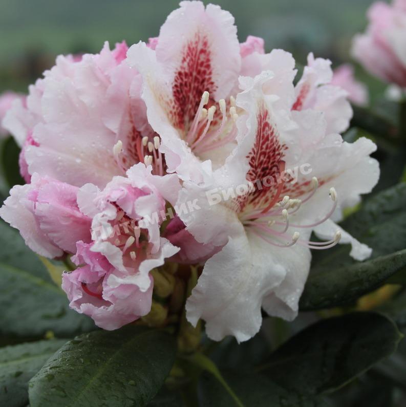 Рододендрон гибридный Прогресс
