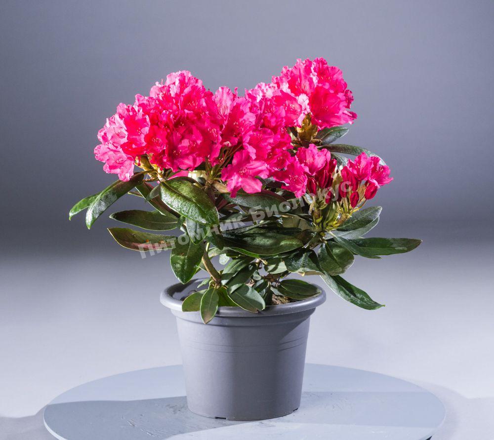 Рододендрон Астрид