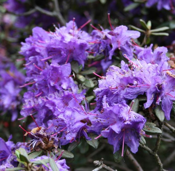 Рододендрон гибридный Азурволк