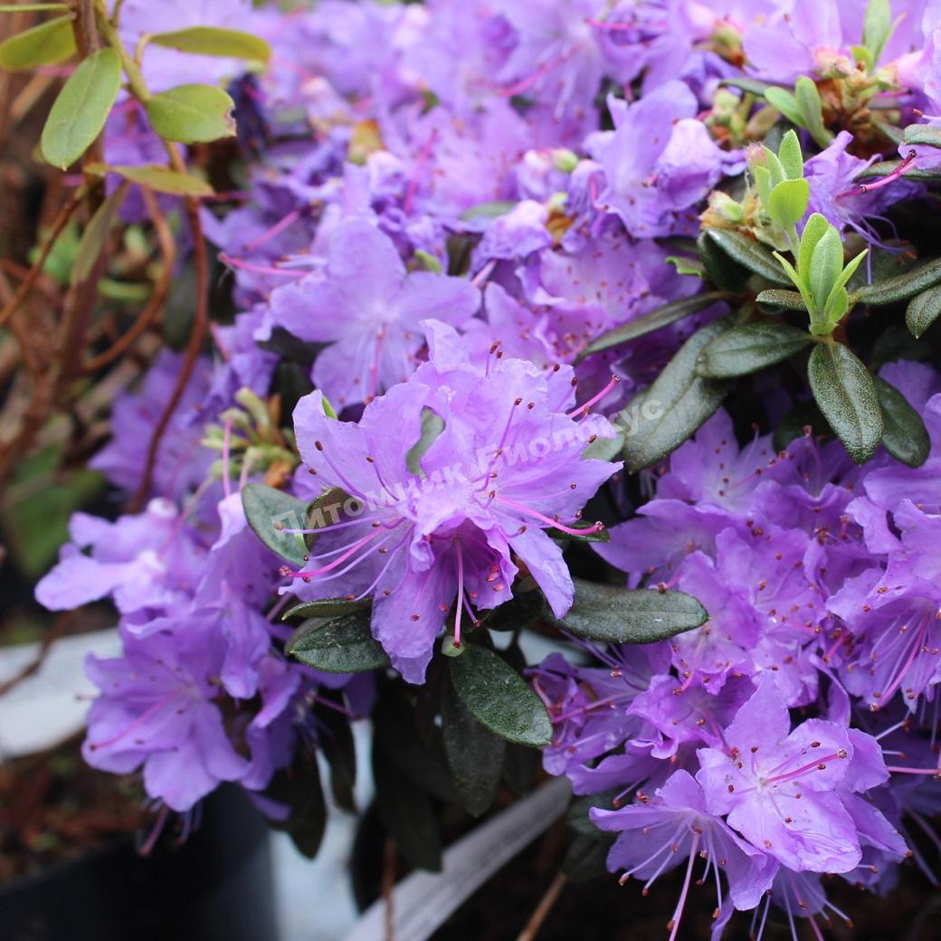 Рододендрон гибридный Гриштеде