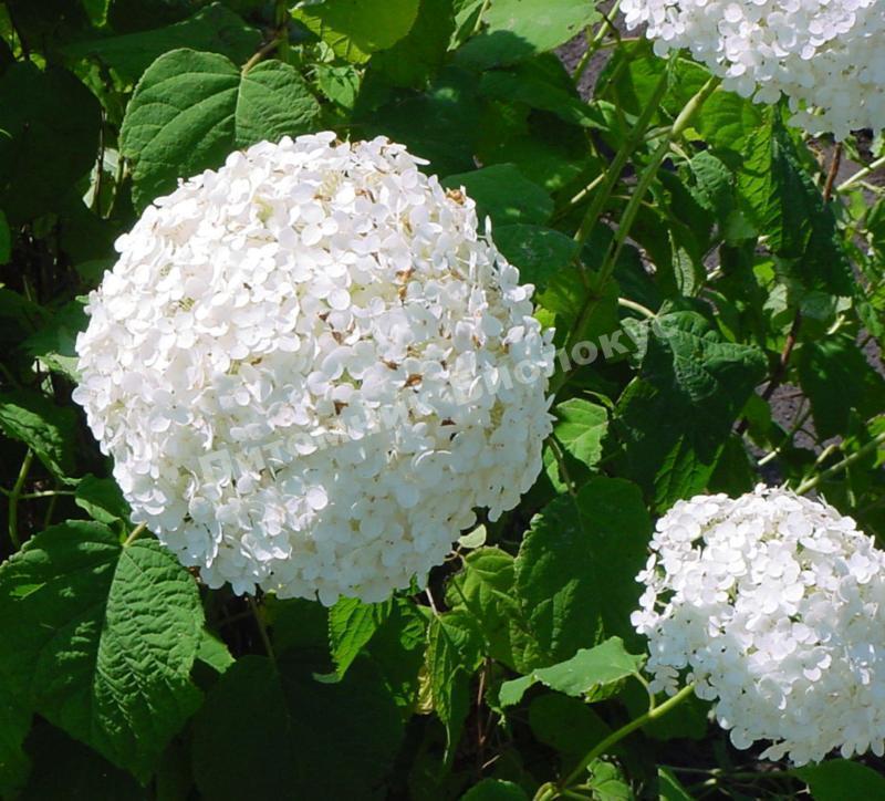 Гортензия древовидная Анабель