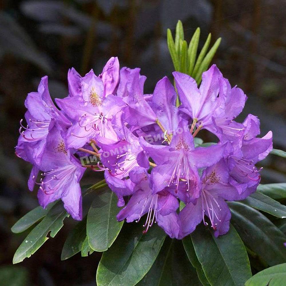 Рододендрон гибридный Аметист