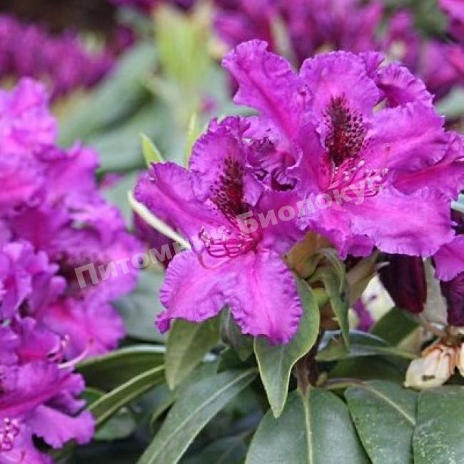 Рододендрон гибридный Азурро