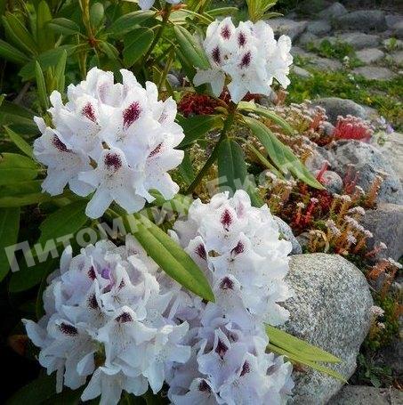 Рододендрон гибридный П.М.А. Тайгерстед